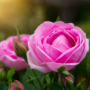 rosa de damasco