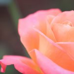 significado de las rosas amaranto