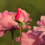 significado de las rosas de capullo