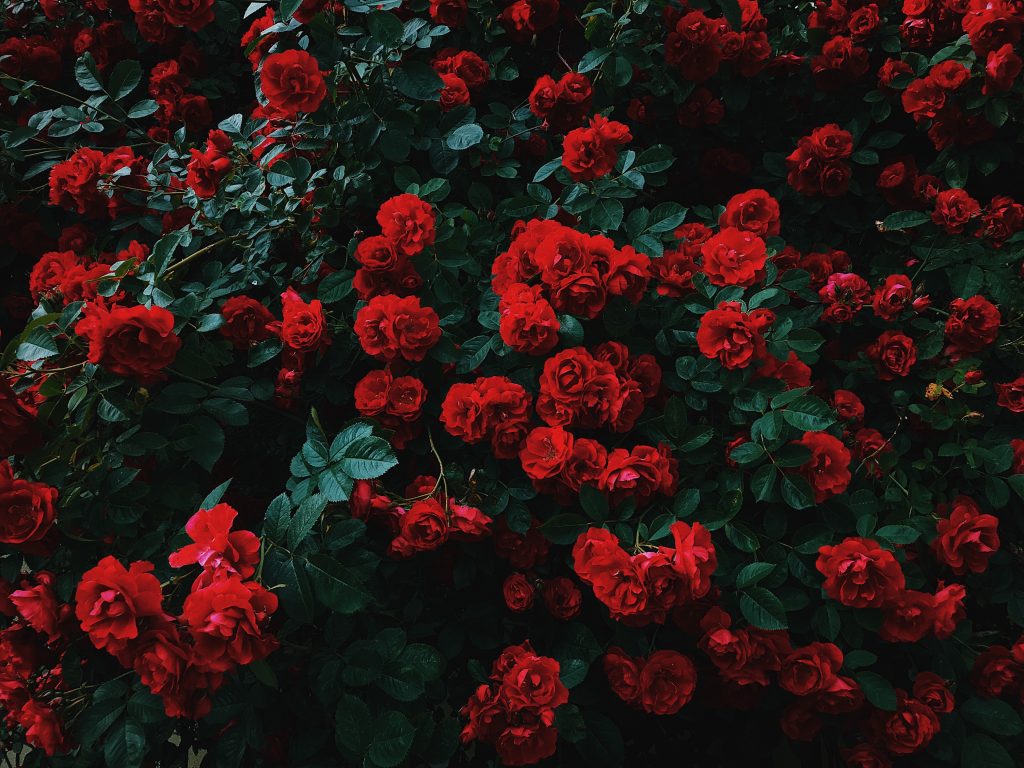 significados de las rosas rojas