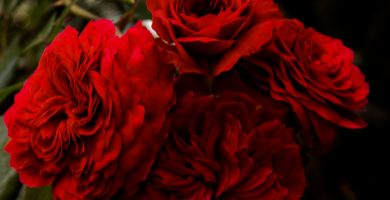 significado de las rosas rojas
