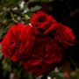 significados de las rosas rojas y su surgimiento
