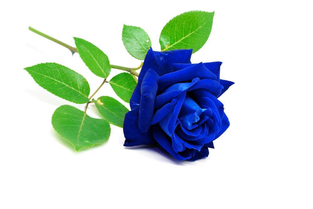 significado de las rosas azules