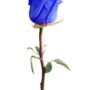 significado de las rosas azules