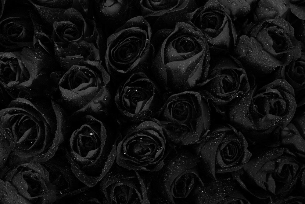 significado de las rosas negras