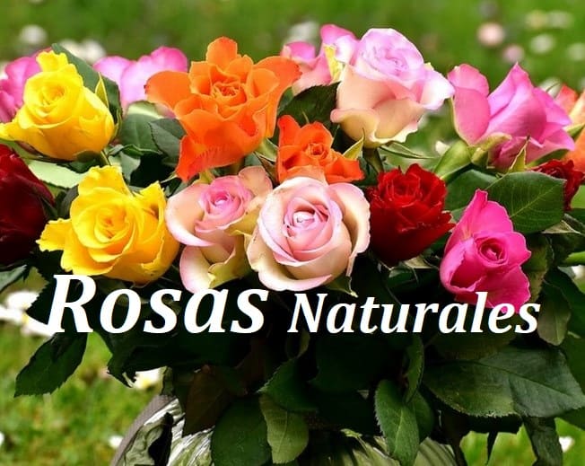 comprar rosas naturales envio 24 horas