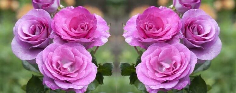 La Rosa Violeta Símbolo de la creatividad humana