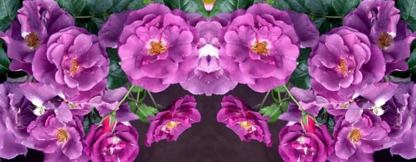 Rambler rosa violeta