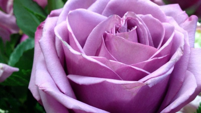 Significado de las Rosas Violetas