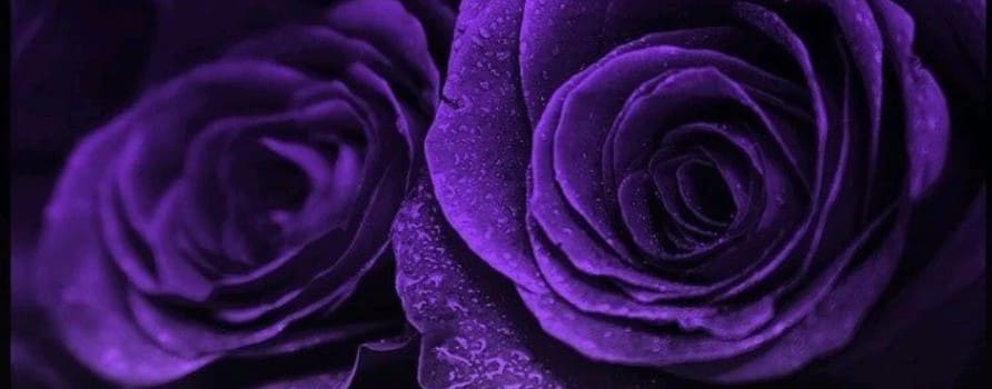 Significado de rosa púrpura oscura
